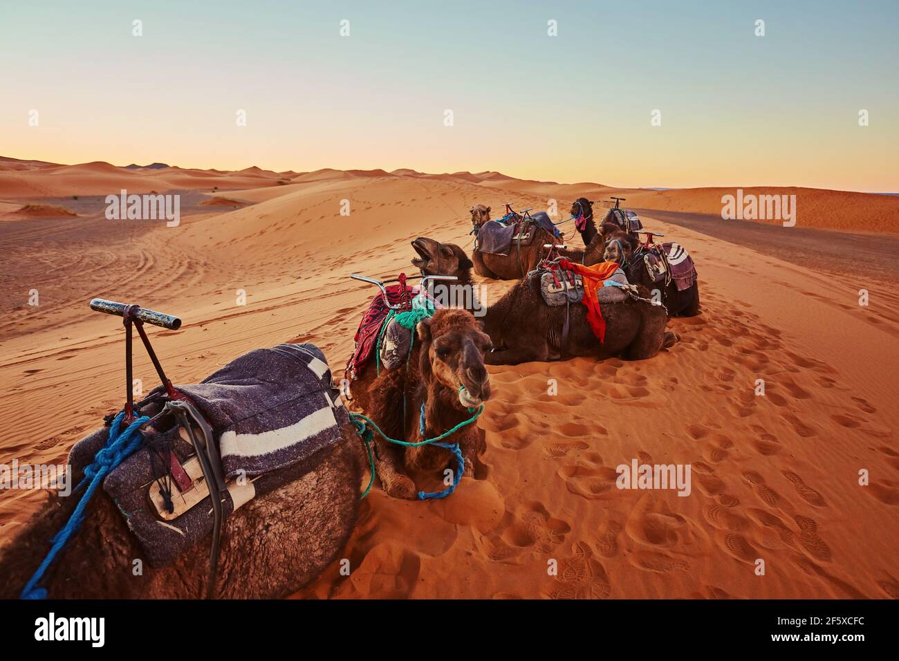 Camel in the Sahara desert in Morocco standing on a dune Stock Photo ...