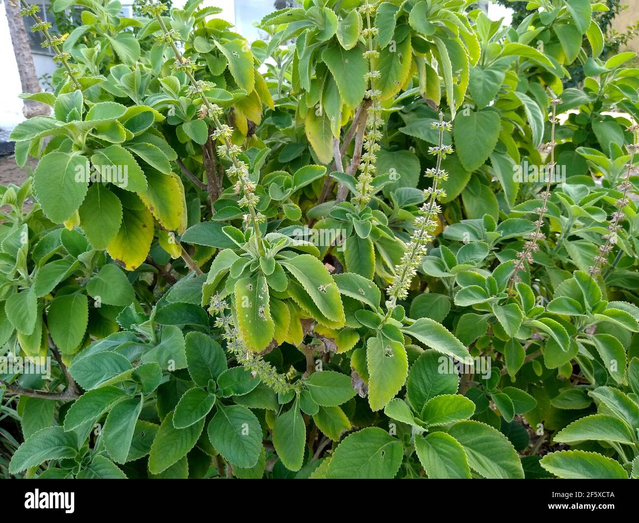 salvador, bahia, brazil - november 26, 2020: plectranthus barbatus plant, known by the taxonomic synonym or garden boldo, seen in the city of Salvador Stock Photo