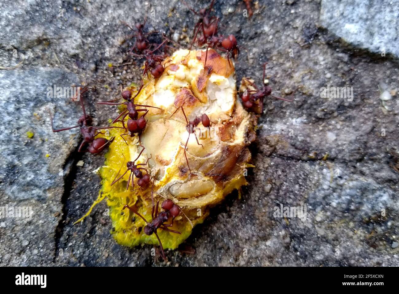 salvador, bahia, brazil - november 26, 2020: leaf-cutting ants are seen cutting a mango fruit in a garden in the city of Salvador. Stock Photo