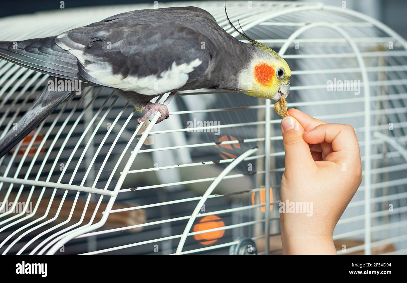 The child's hand feeds a bird called a nymph or carolina.The photograph is a horizontal shot and is taken in a house Stock Photo