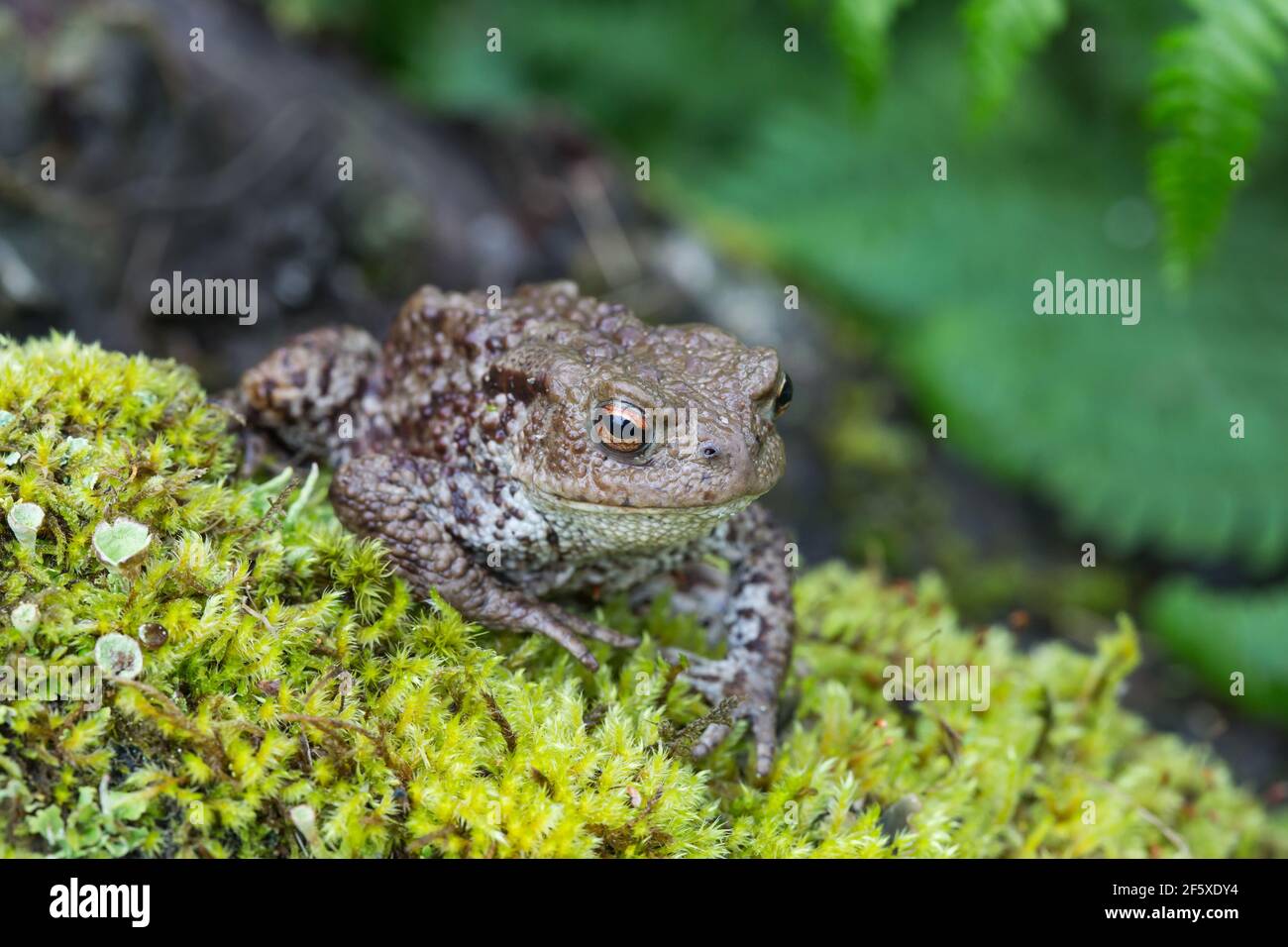 Common Toad [ Bufo bufo ] on mossy stump with fern in background Stock Photo