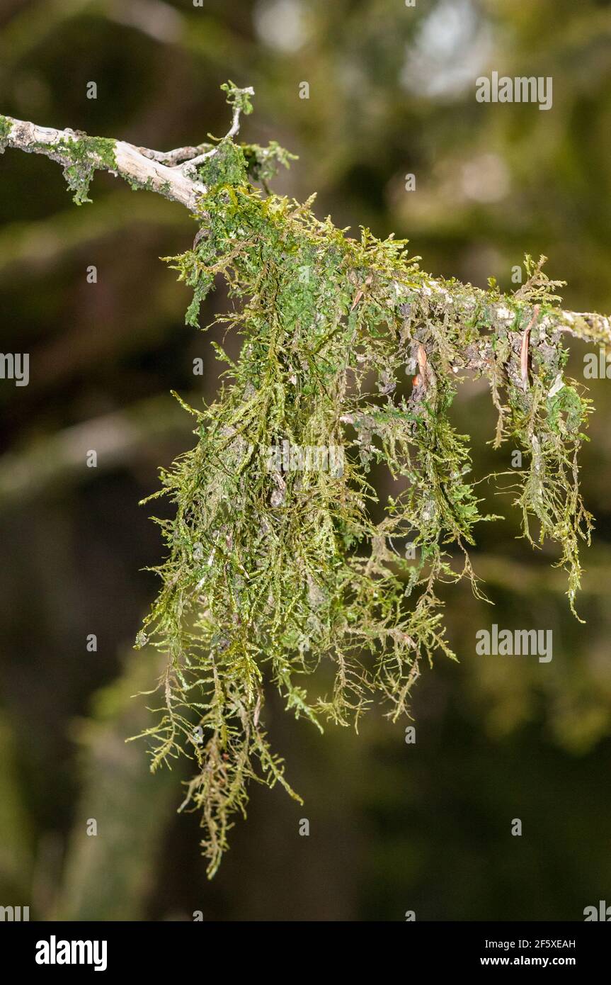 lichen hanging on a tree branch, anchored on bark, Catalonia, Spain Stock Photo