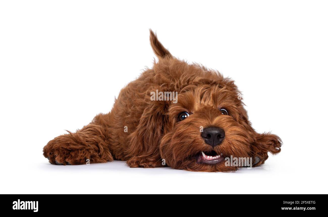 Red Cobberdog aka Labradoodle pup, laying head down with a silly face. Looking towards camera. Isolated on a white background. Stock Photo