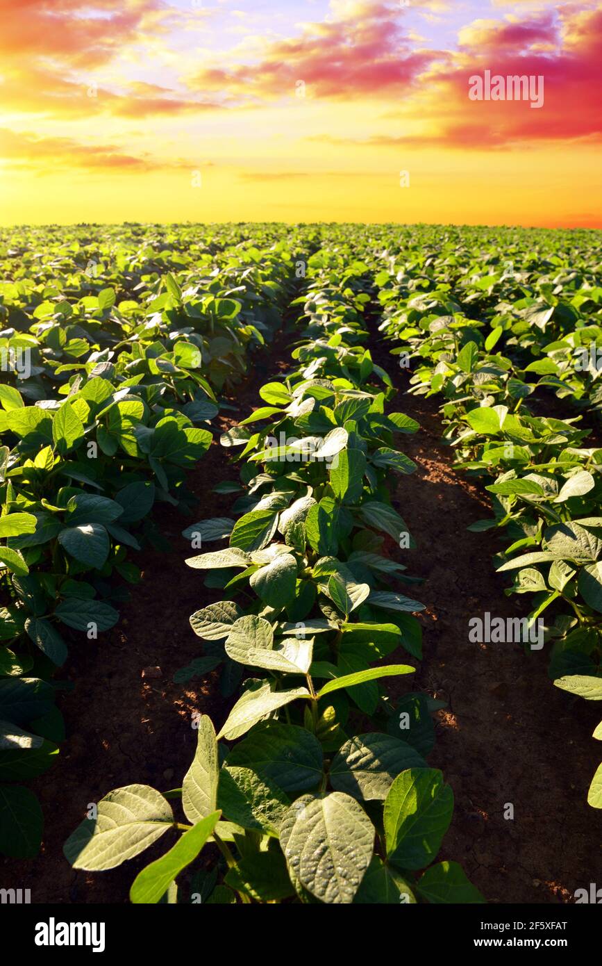 Growing green soybeans plant on field. Soy plantation at sunset. Spring