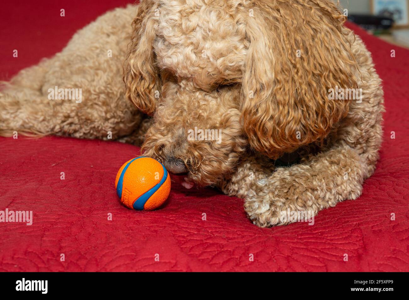Cocker Labradoodle Australian Labradoodle is a mix between the Labrador Retriever, Poodle ...