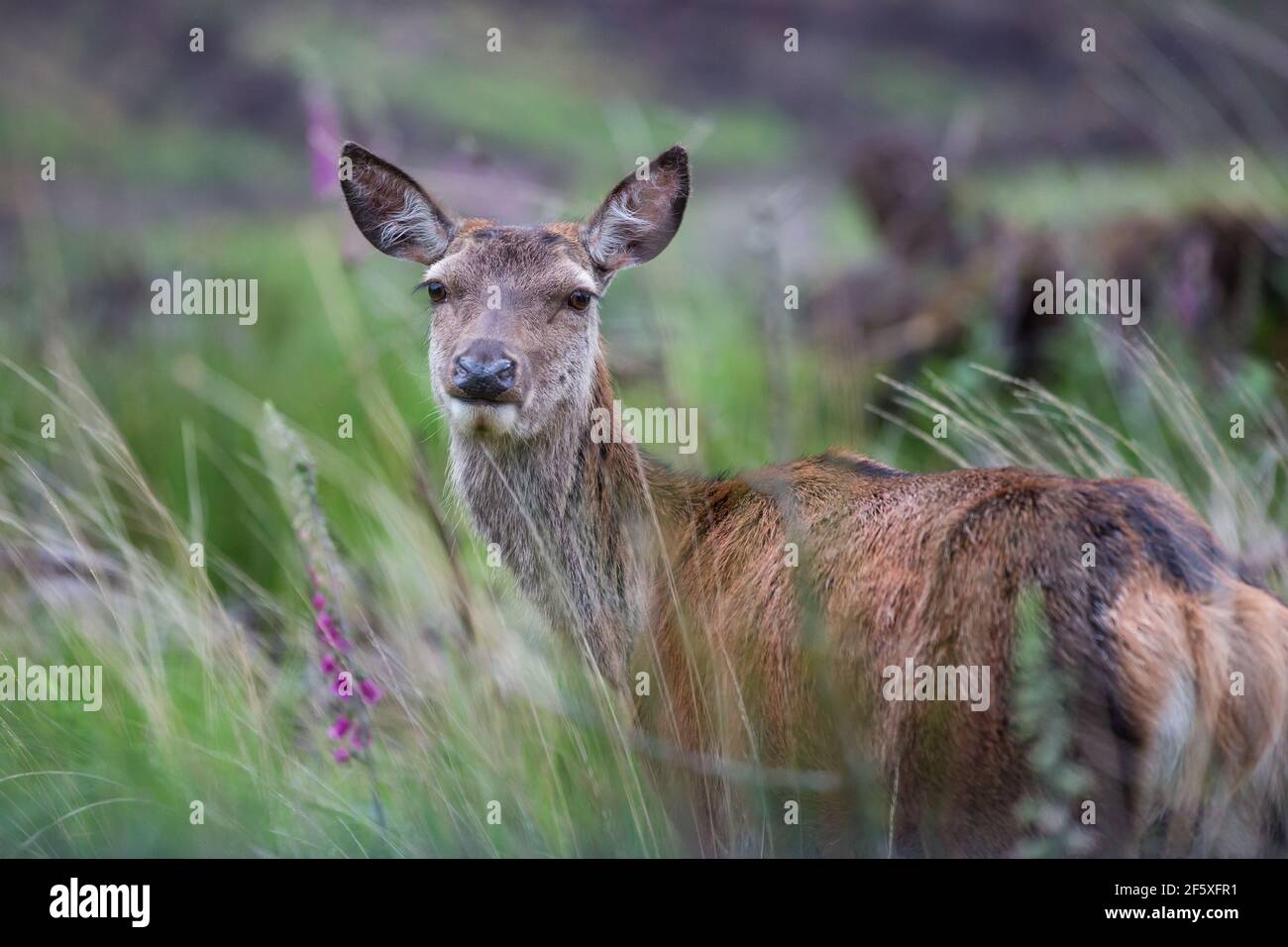 Red Deer Hind [ Cervus elaphus ]  amongst grasses in Glen Etive, Scotland, UK Stock Photo