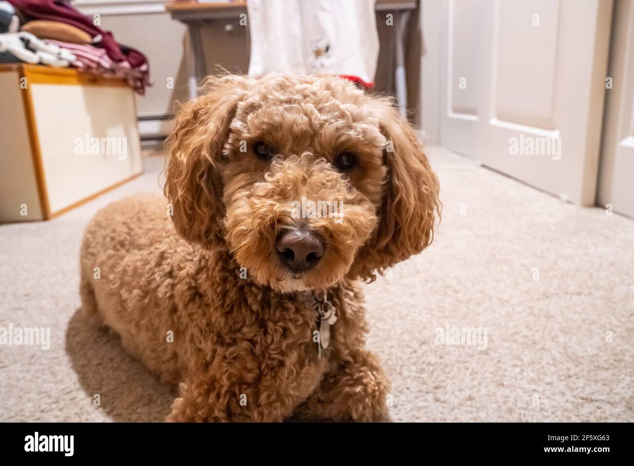Australian Labradoodle is a mix between the Labrador Retriever, Poodle and Cocker  Spaniel Stock Photo - Alamy