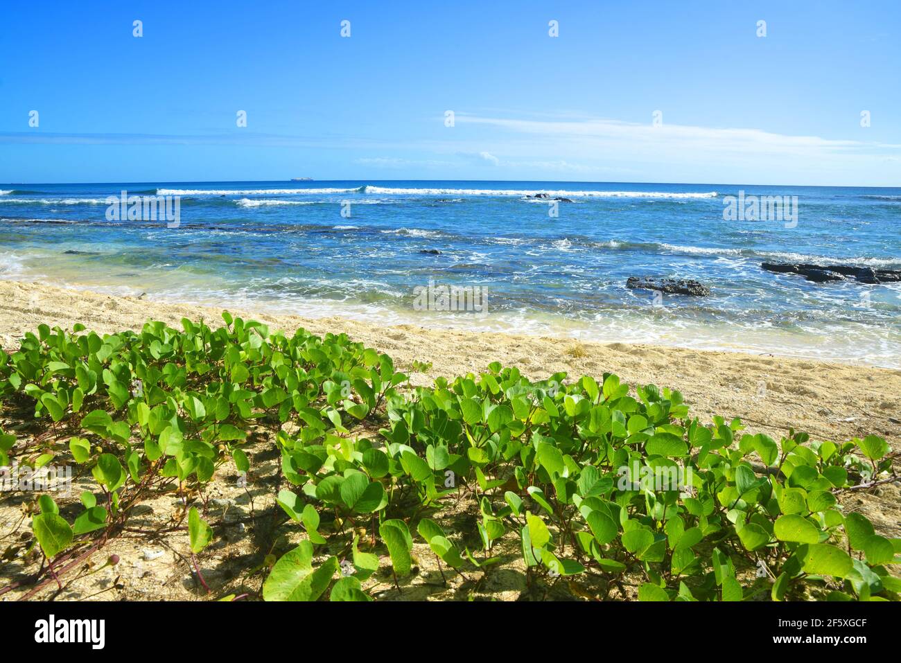 Sandy beach on tropical island Mauritius, Indian ocean Stock Photo - Alamy