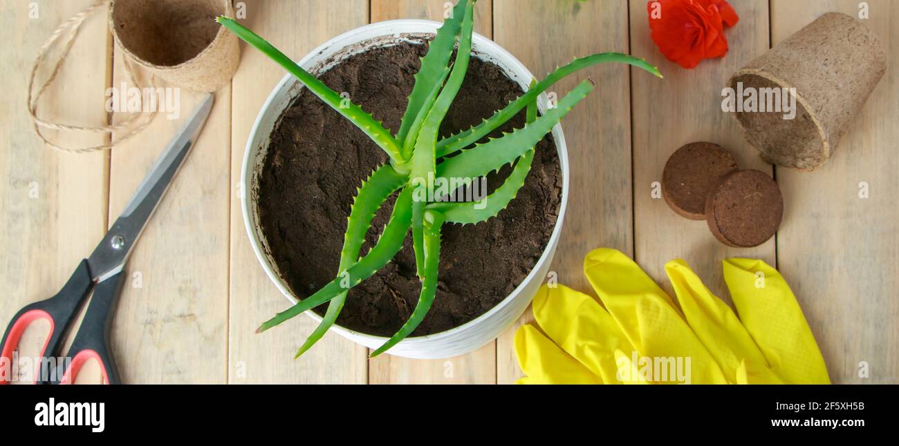 Home gardening. Aloe vera in pot and garden tools. Growing useful plants for homemade cosmetology. Stock Photo