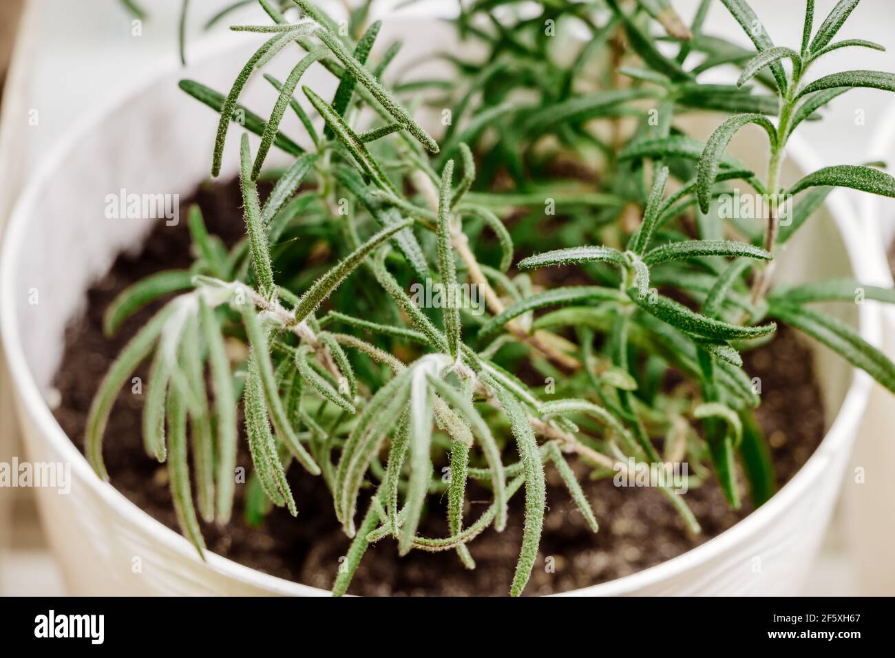 Fresh green rosemary in pot. Home medicinal plant close-up. Gardening and growing herbs for cooking. Eco-friendly lifestyle. Stock Photo