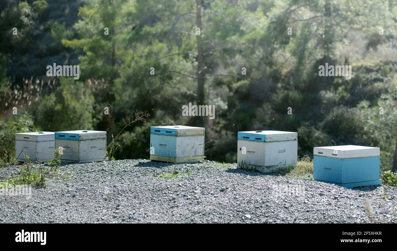 Traditional bee keeping in Cyprus. Bee hives and bees flying around them in pine forest Stock Photo