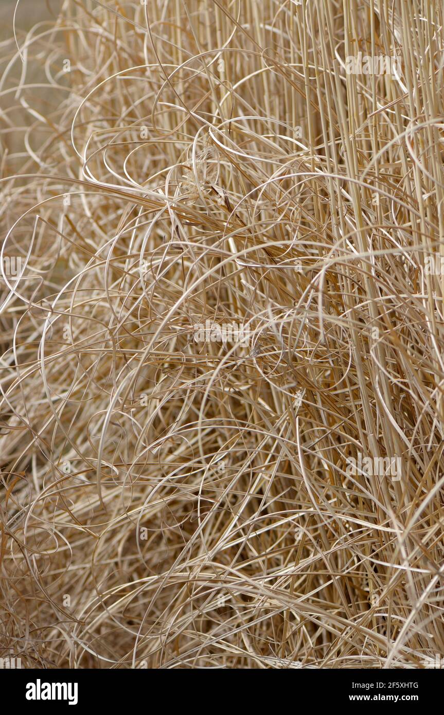 dry ornamental grasses Stock Photo Alamy