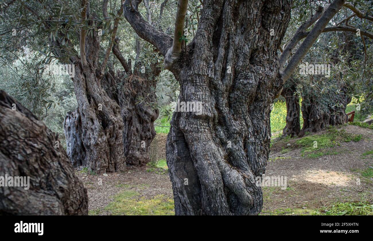Spooky 500 years old olive trees with deformed branches and trunks in Xyliatos, Cyprus Stock Photo