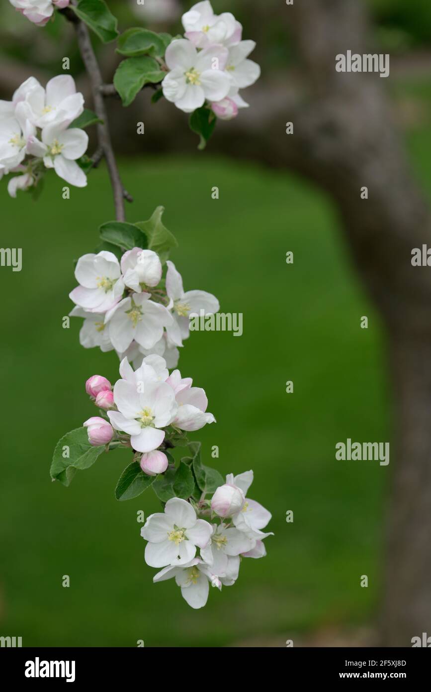 white and pink apple blossoms in a garden orchard Stock Photo - Alamy