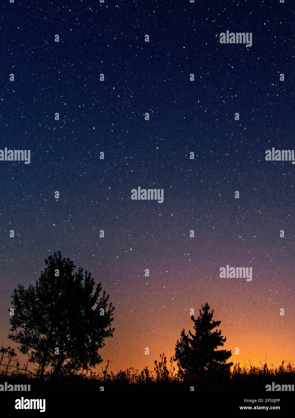 Silhouettes of low trees against the background of the night starry sky ...