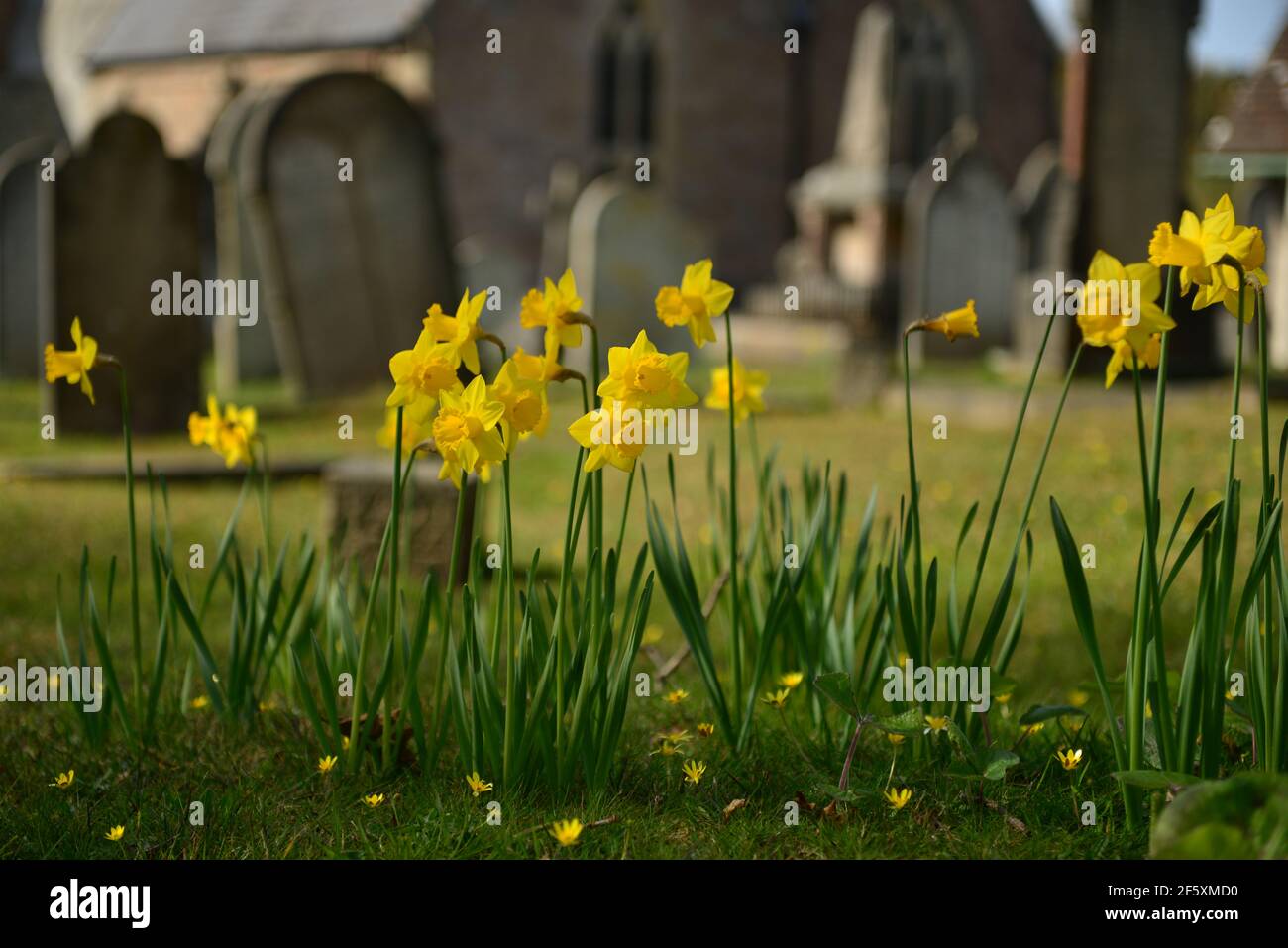 Spring Daffodils, Jersey, U.K. Trinity church cemetery flowers. Stock Photo