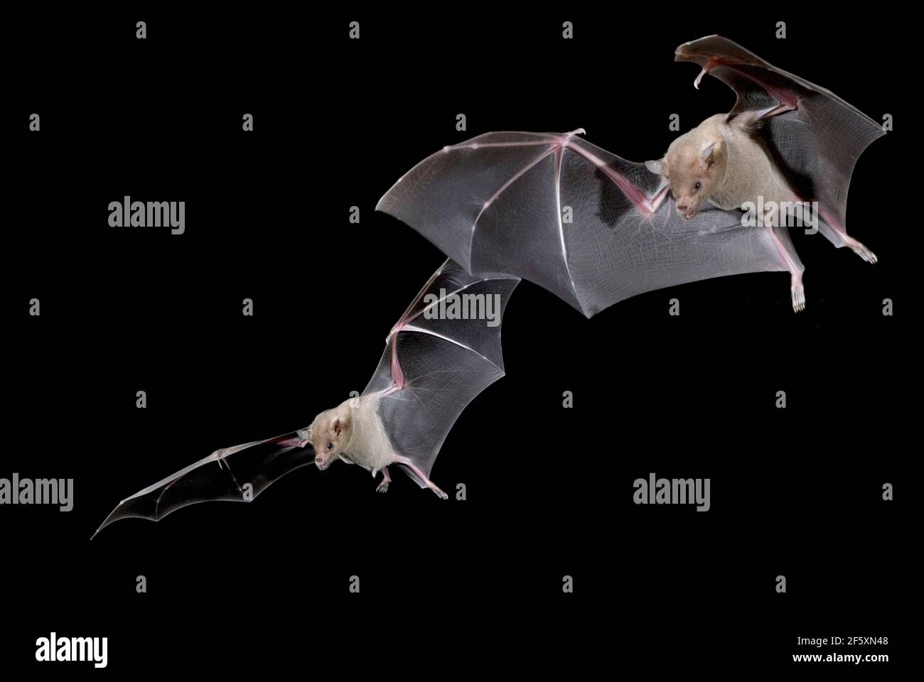 North America; United States; Arizona; Widlife; Night; Nectar-feeder; Lesser Long-nosed Bat; Leptonycteris curasoae. Stock Photo