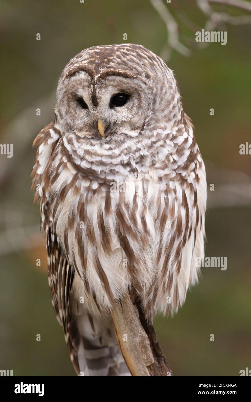 Strix Vari Strix varia barred owl hi-res stock photography and images - Alamy