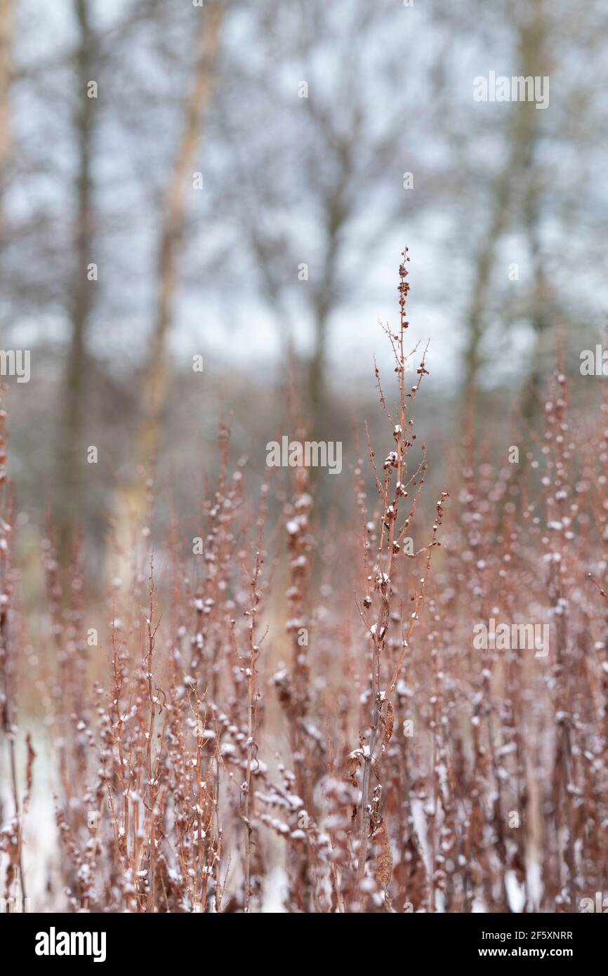 Snow-Covered Stems of Broad-Leaved Dock (Rumex Obtusifolius) in a Field on the Edge of Woodland Stock Photo