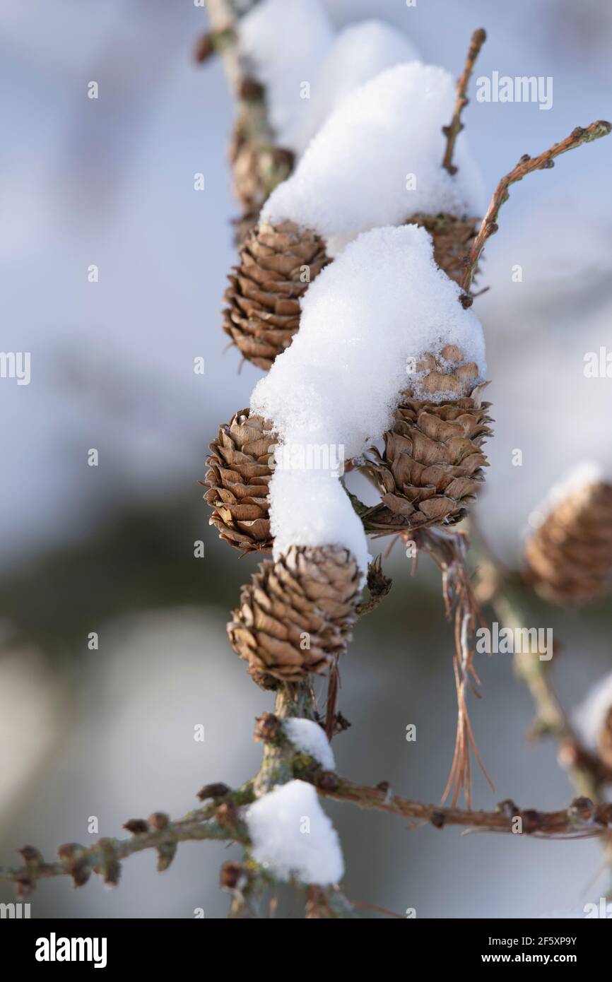 Snow-Covered Cones of Common Larch (Larix Decidua) in Winter Stock Photo