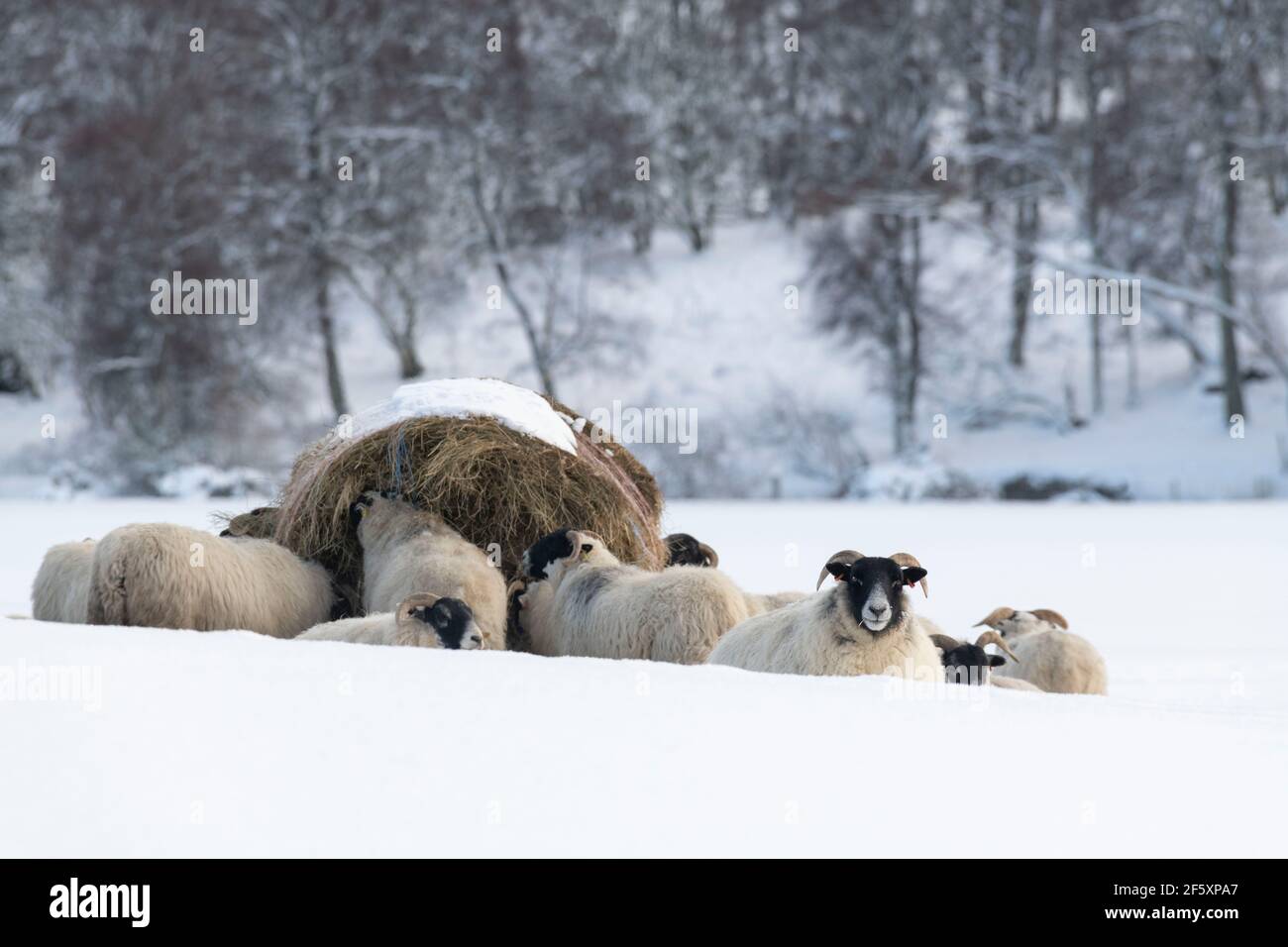 Scottish Blackface Sheep Feeding From a Bale of Hay in a Ring Feeder in a Snowy Winter Landscape Stock Photo
