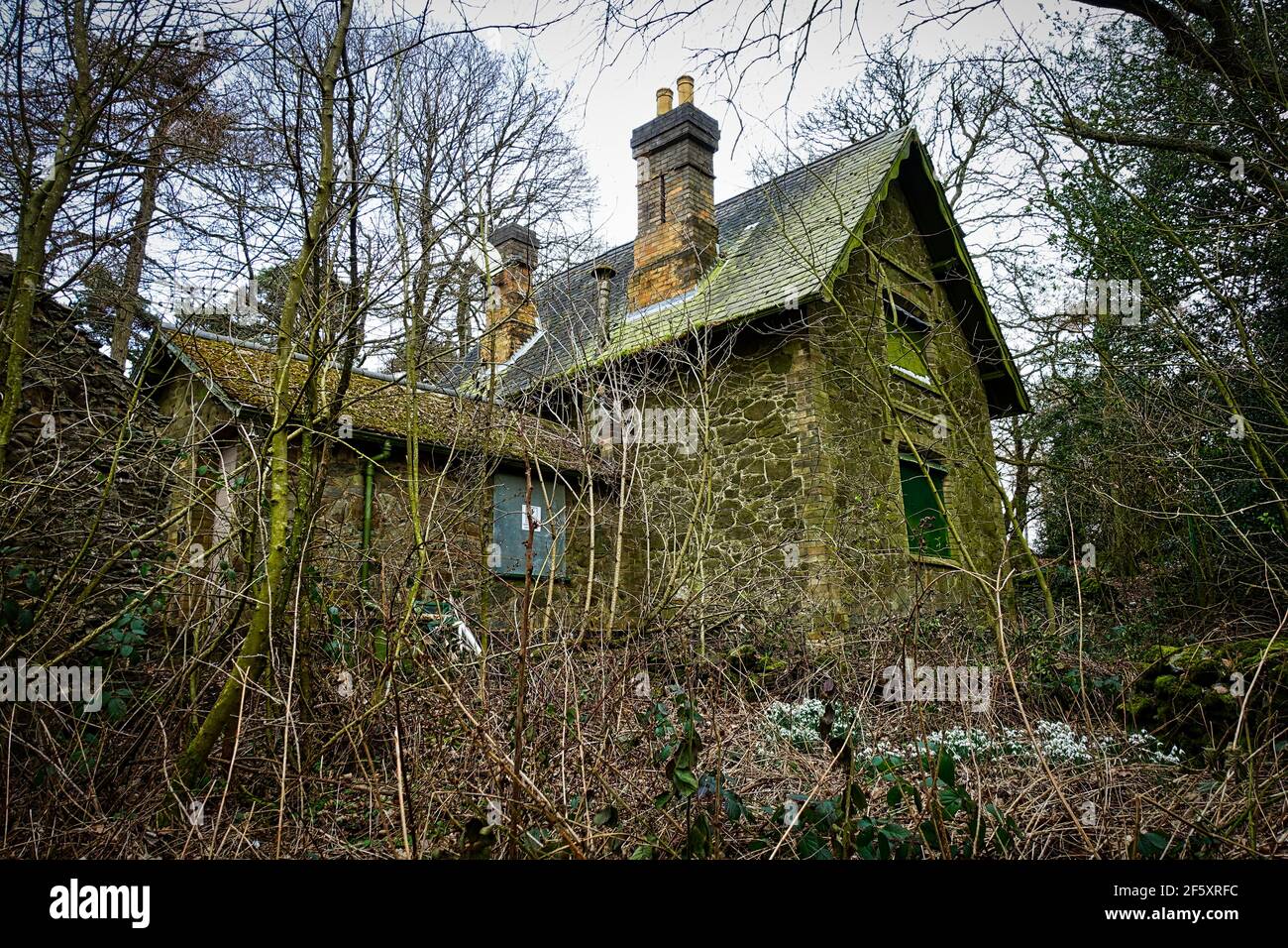 Charnwood lodge a lost garden. in Leicestershire. Snowdrops in the Spring in a hidden and atmospheric garden. Stock Photo