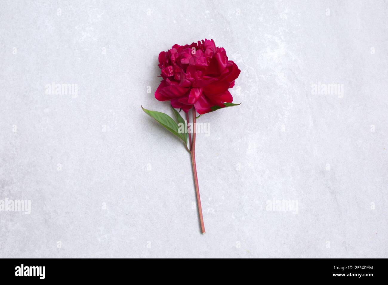 One big red peony flower on stone background. Copy space for text and design. Minimalism Stock Photo