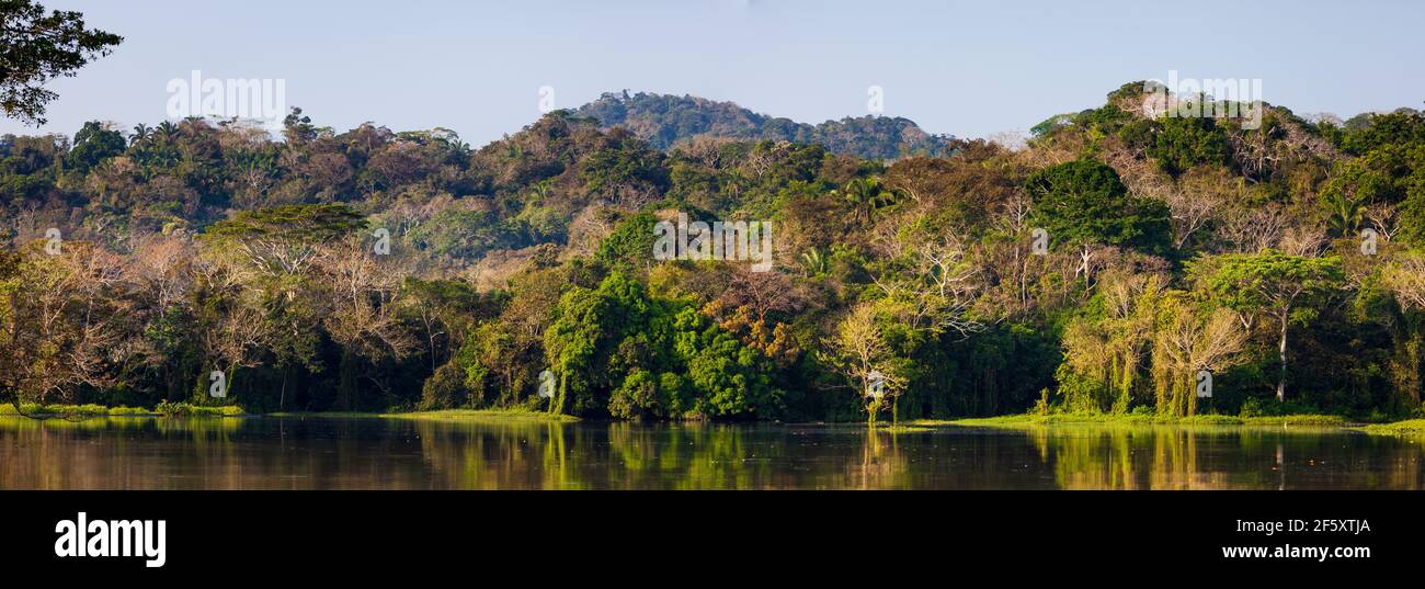 Beautiful rainforest in early morning sunlight in one of the sidearms on the west side of Gatun lake and the Panama Canal, Republic of Panama. Stock Photo