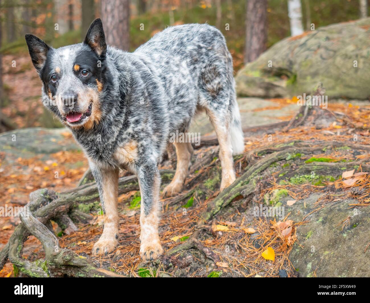 Gray cattle dog on a rock with roots. A burly and healthy working breed dog observes the owner's