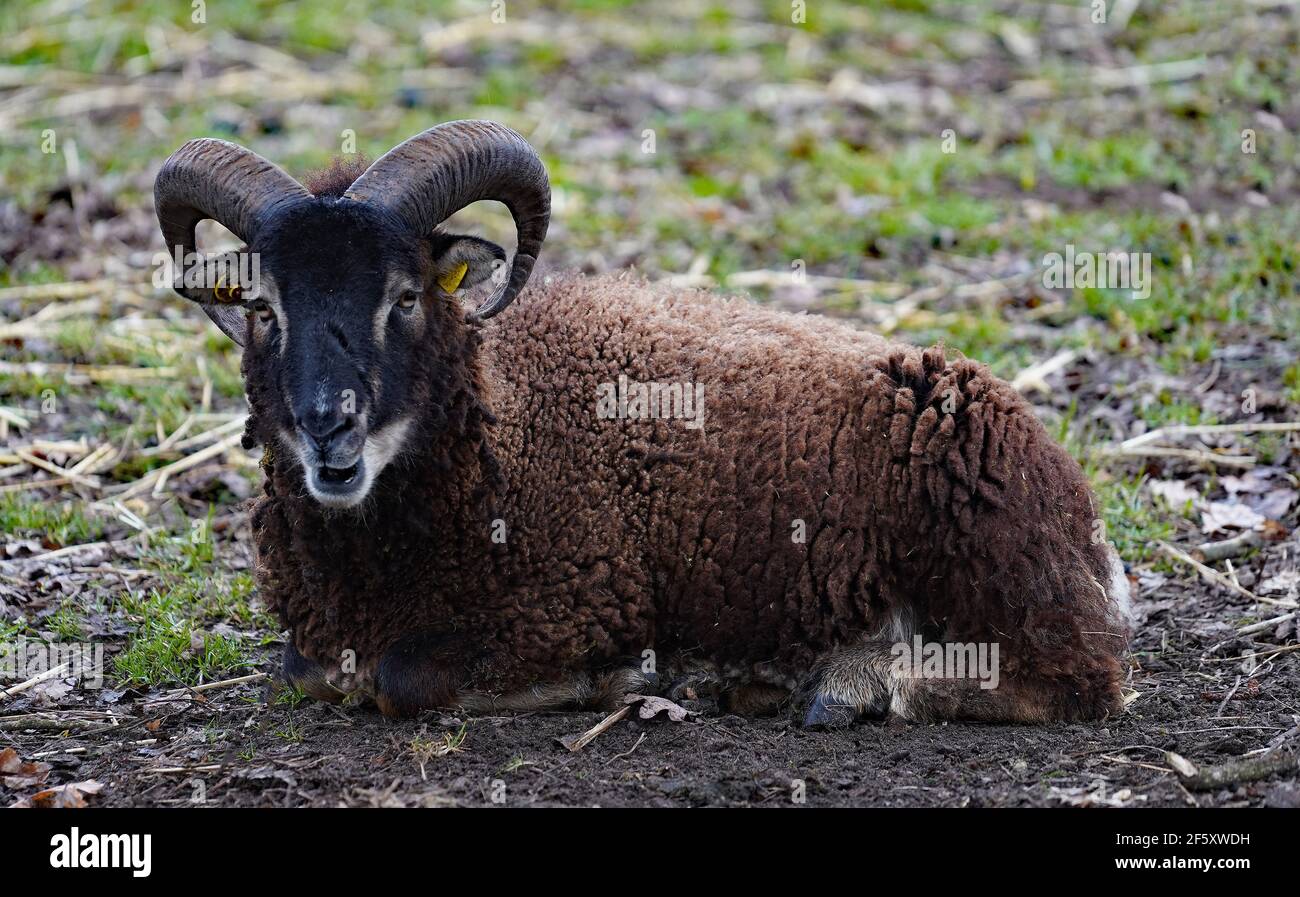 A Soay Ram. The Soay sheep is a breed of domestic sheep descended from a population of feral sheep on the island of Soay, Scotland Stock Photo