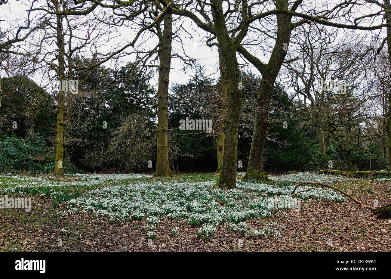 Charnwood lodge a lost garden. in Leicestershire. Snowdrops in the Spring in a hidden and atmospheric garden. Stock Photo