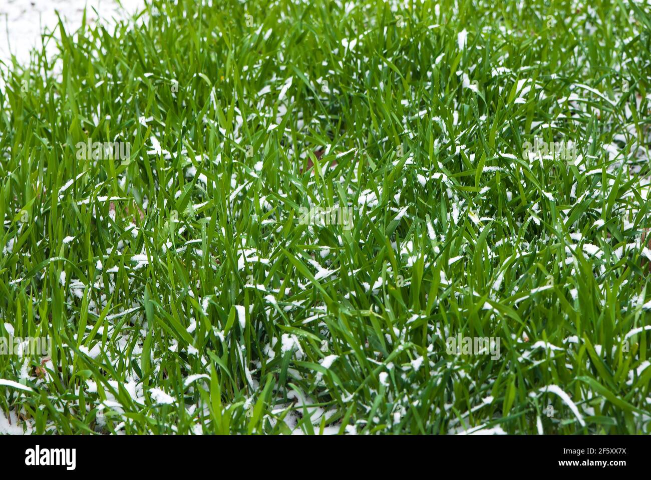 Winter rye field hi-res stock photography and images - Alamy