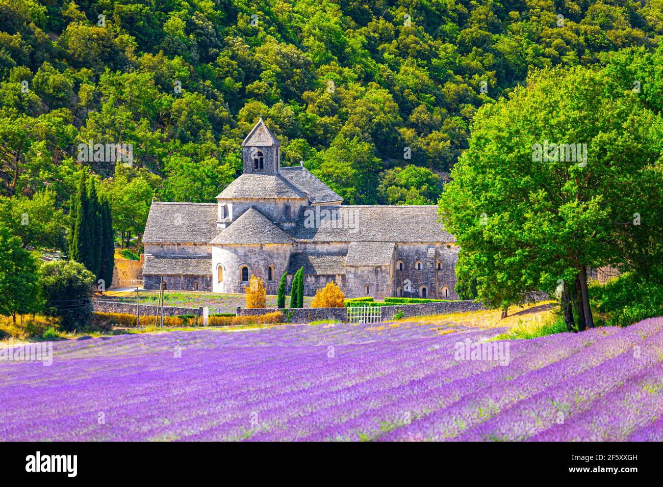 Senanque Abbey Gordes Provence Lavender Fields Notre Dame De Senanque senanque-abbey-gordes-provence-lavender-fields-notre-dame-de-senanque