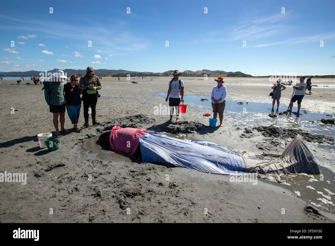 whales stranding, Farewell Spit, New Zealand Stock Photo