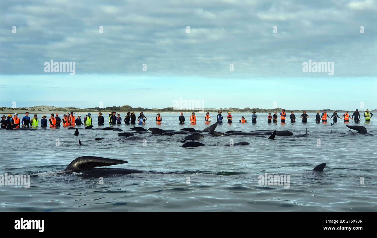 Dead pilot whales during a whale stranding on Farewell Spit in New  Zealand's South Island Stock Photo - Alamy