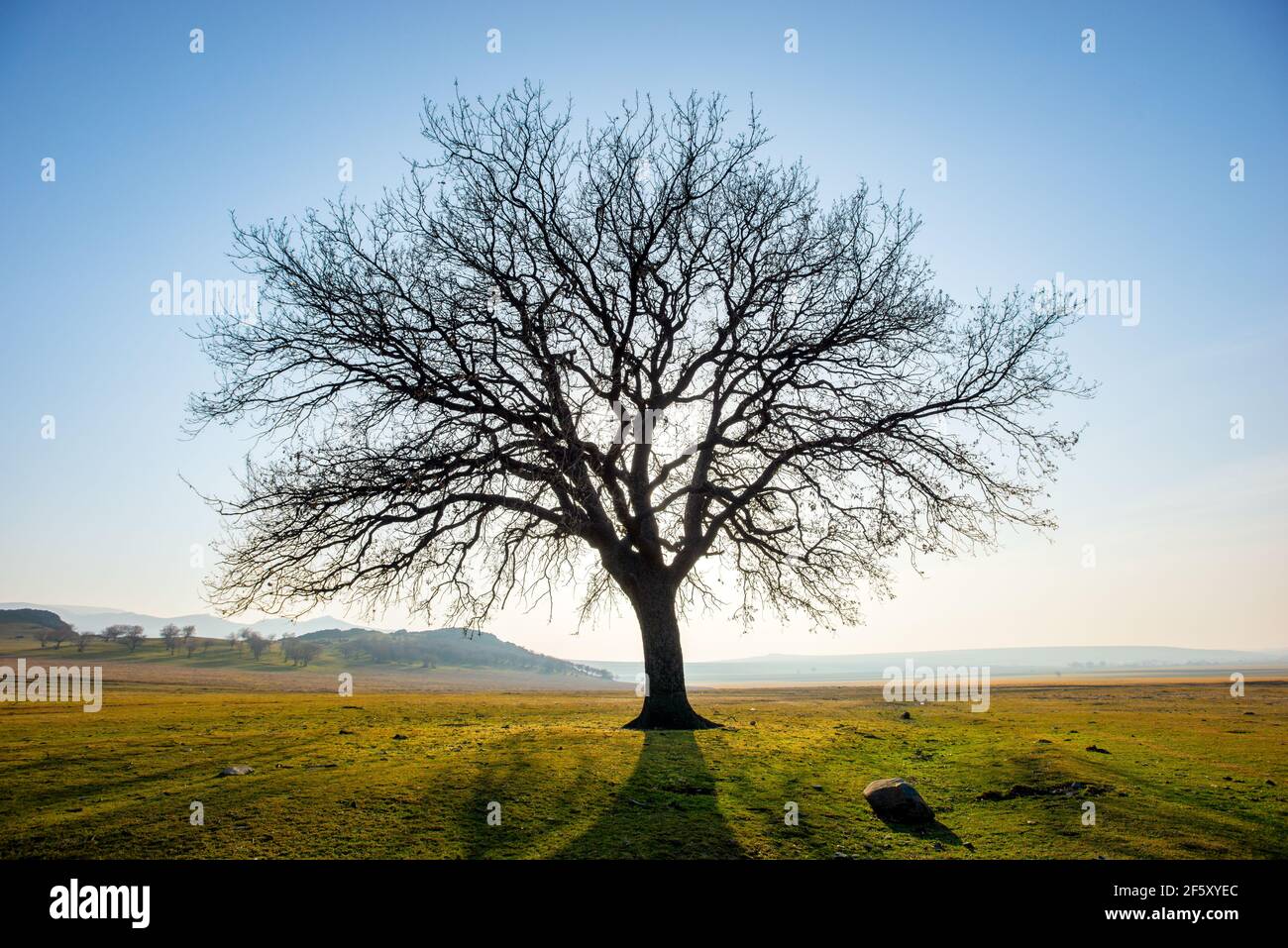 Oak tree sunset in countryside hi-res stock photography and images - Alamy