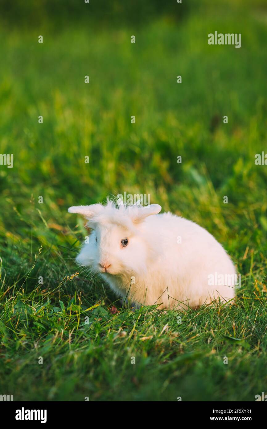 Blue Eyes Lop-Eared Dwarf Snow-White Mixed Breed Rabbit Bunny Sitting ...