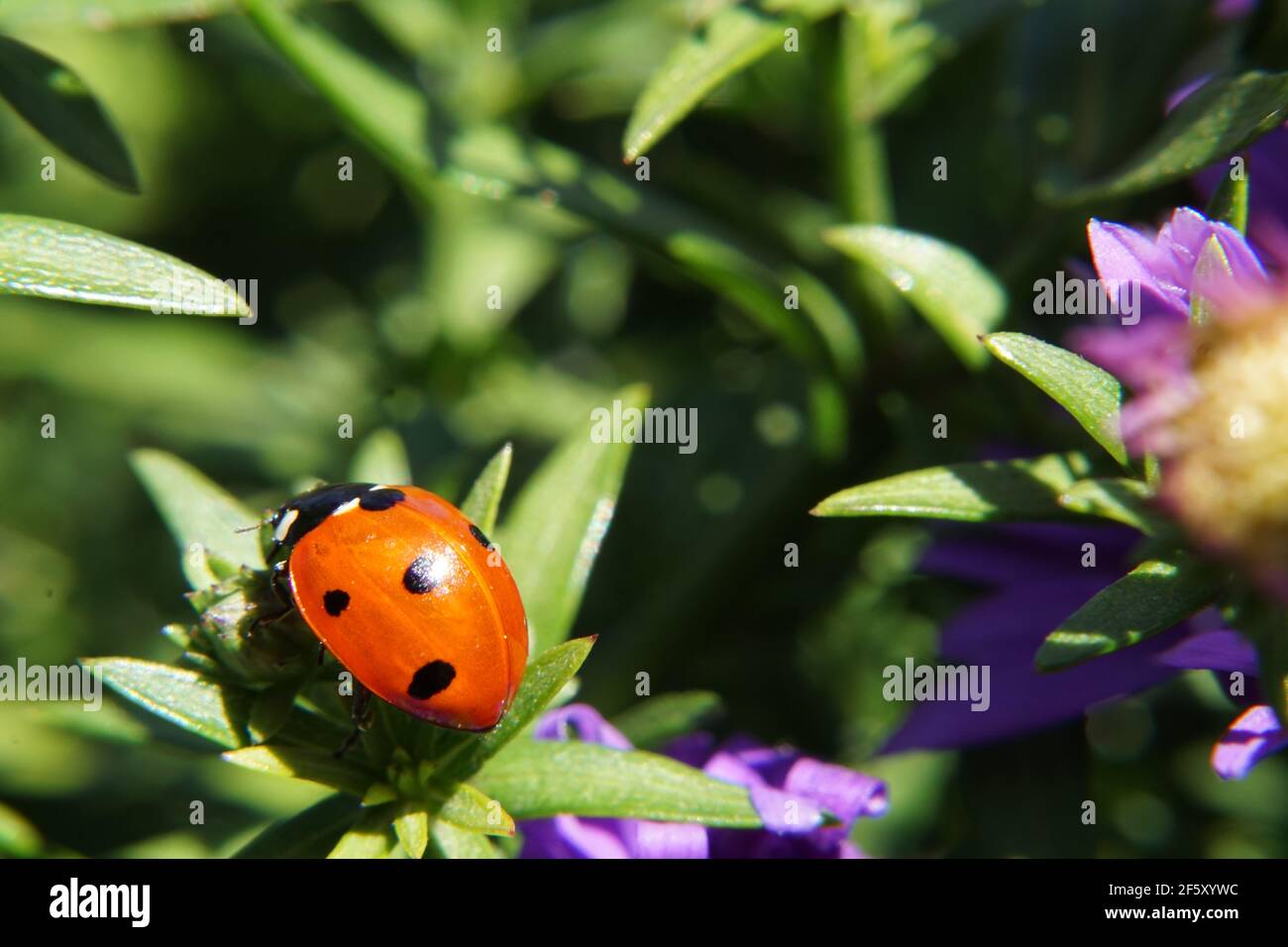 Ladybug on a leaf in a lush green meadow. Stock Photo