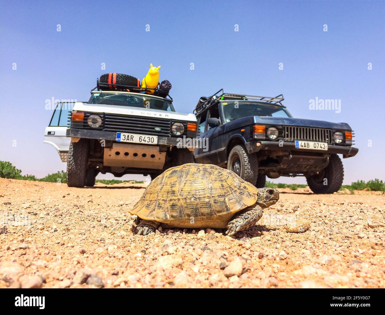 Zaida, Morocco - April 10, 2015. Greek tortoise walking through the dirt road stopped two vintage off road cars on road trip Stock Photo