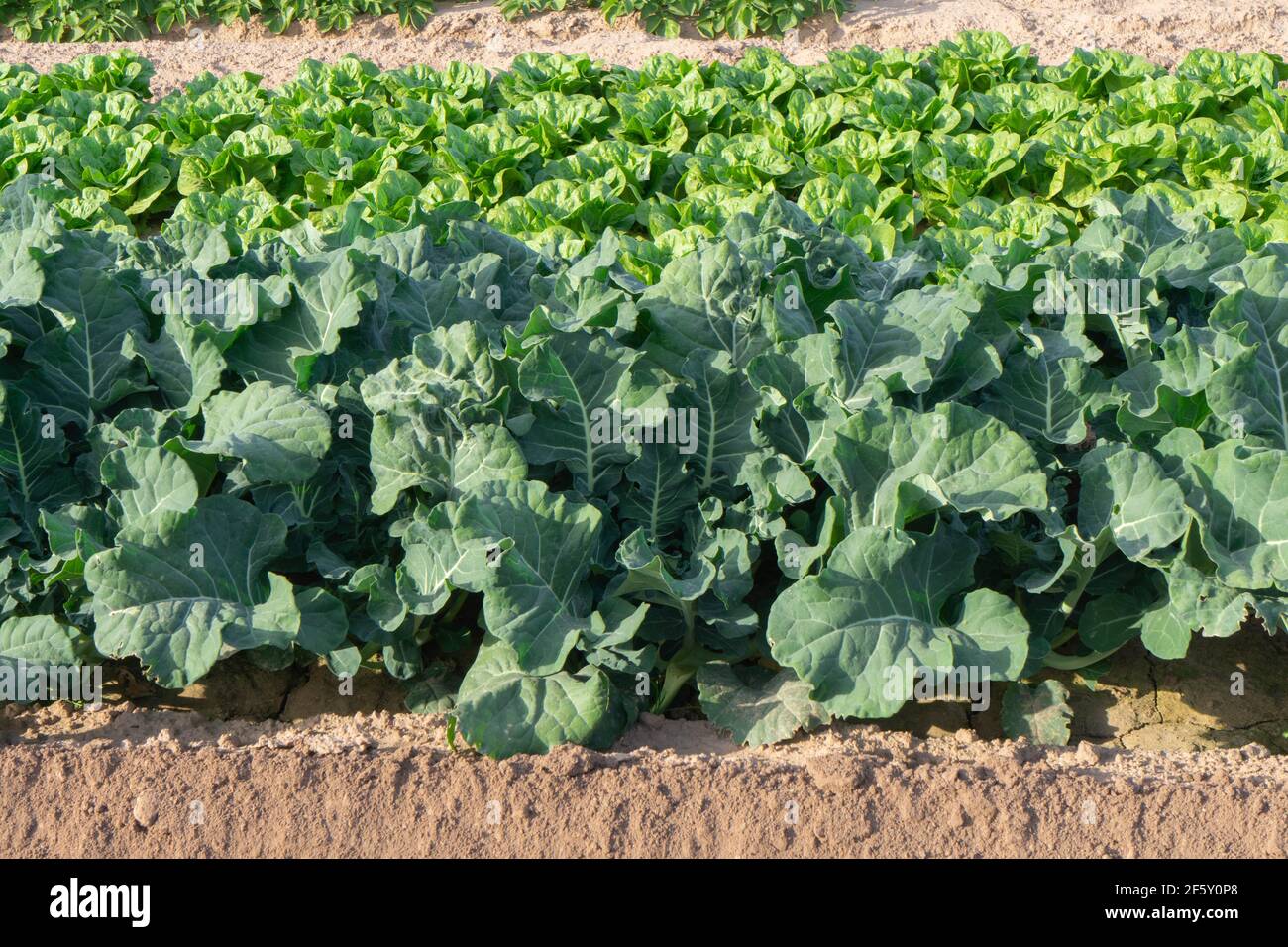 Modern farming cabbage hires stock photography and images Alamy