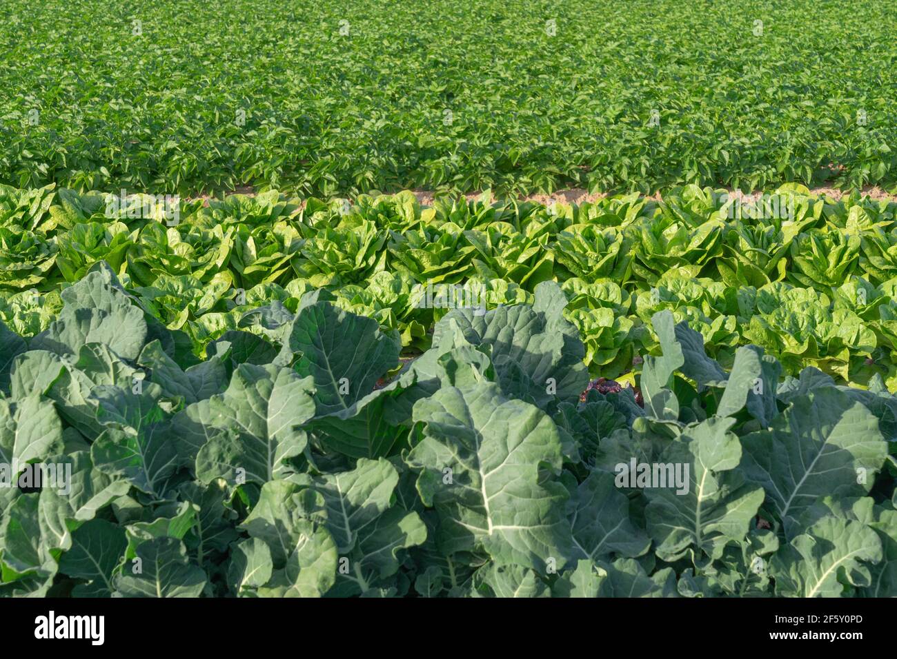 lettuce and cabbage farming fields Stock Photo Alamy