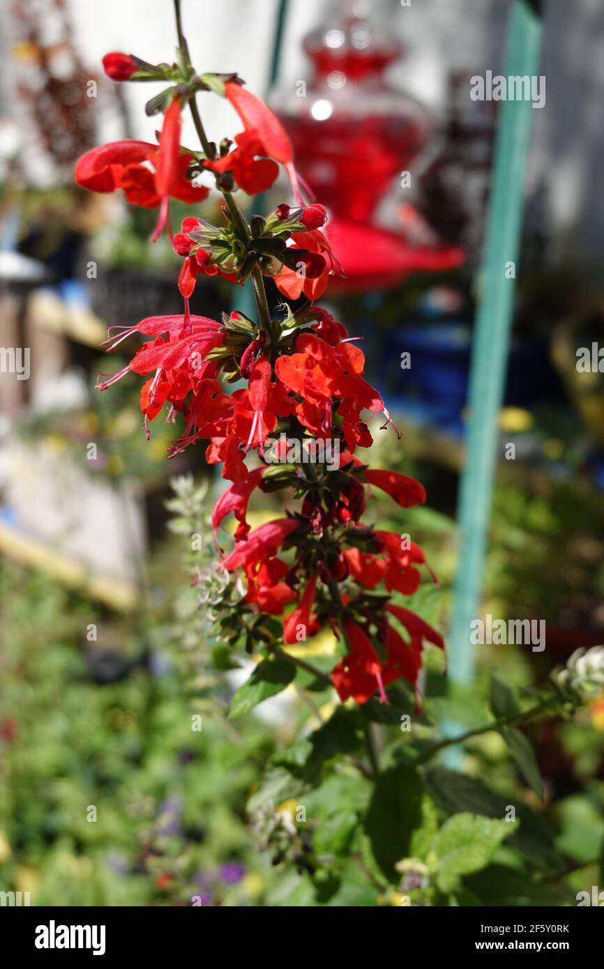Summer jewel Red Salvia ' red salvias ' Growing in a home garden, Southern California . Stock Photo