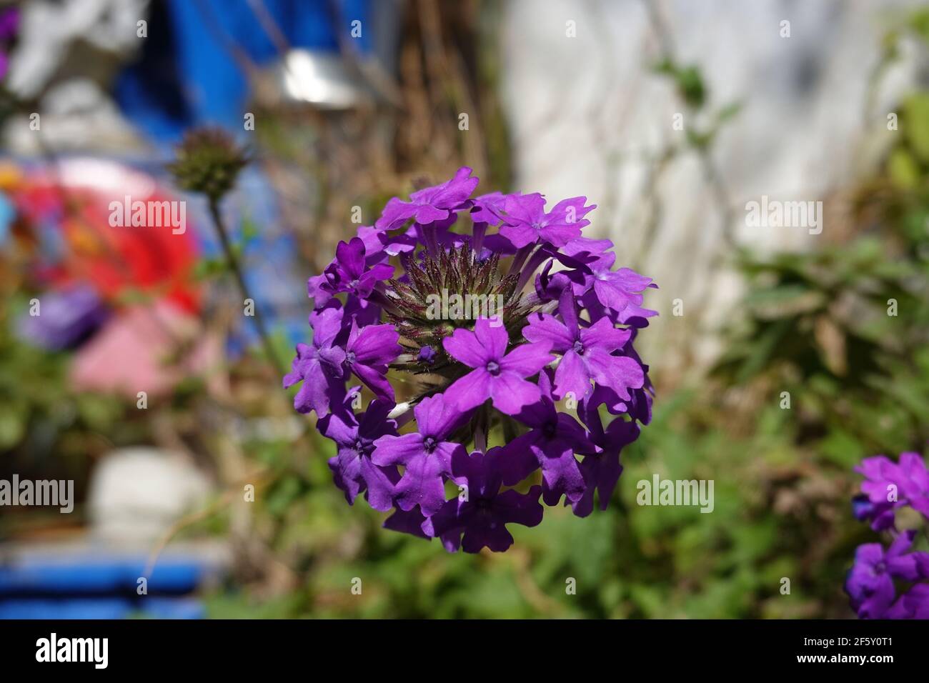 verbena canadensis 'Homestead Purple'. Growing in backyard garden Stock Photo