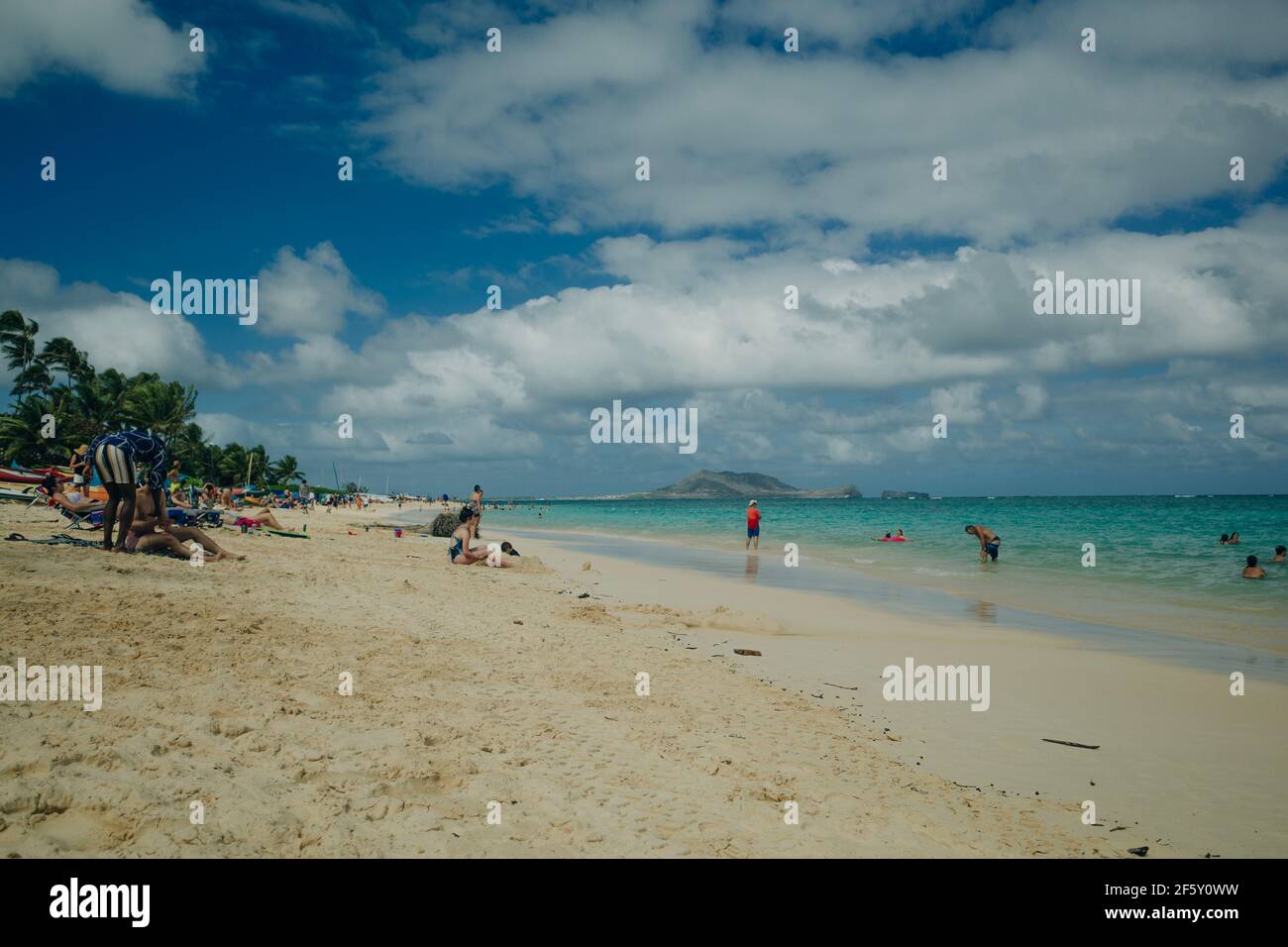 Palm tree lanikai beach oahu hires stock photography and images Alamy