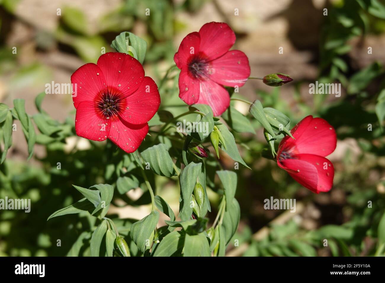 Linum grandiflorum . commonly known as flowering flax, red flax, scarlet flax, and crimson flax. growing in a Southern California garden. Stock Photo