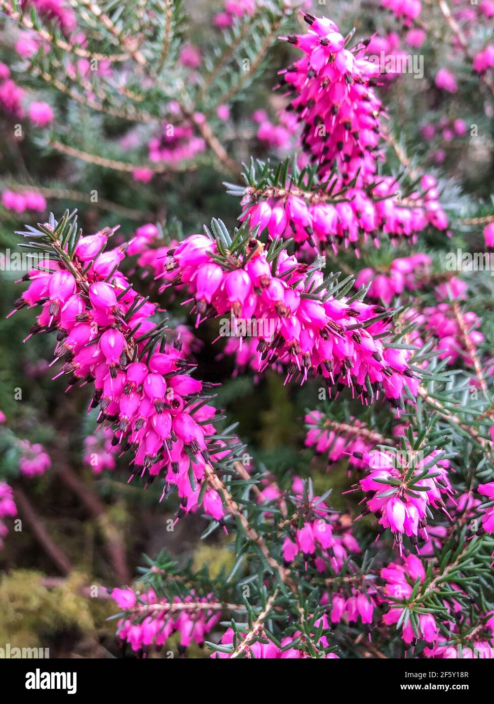 Bunch of heather flower (calluna vulgaris, erica, ling) on shabby