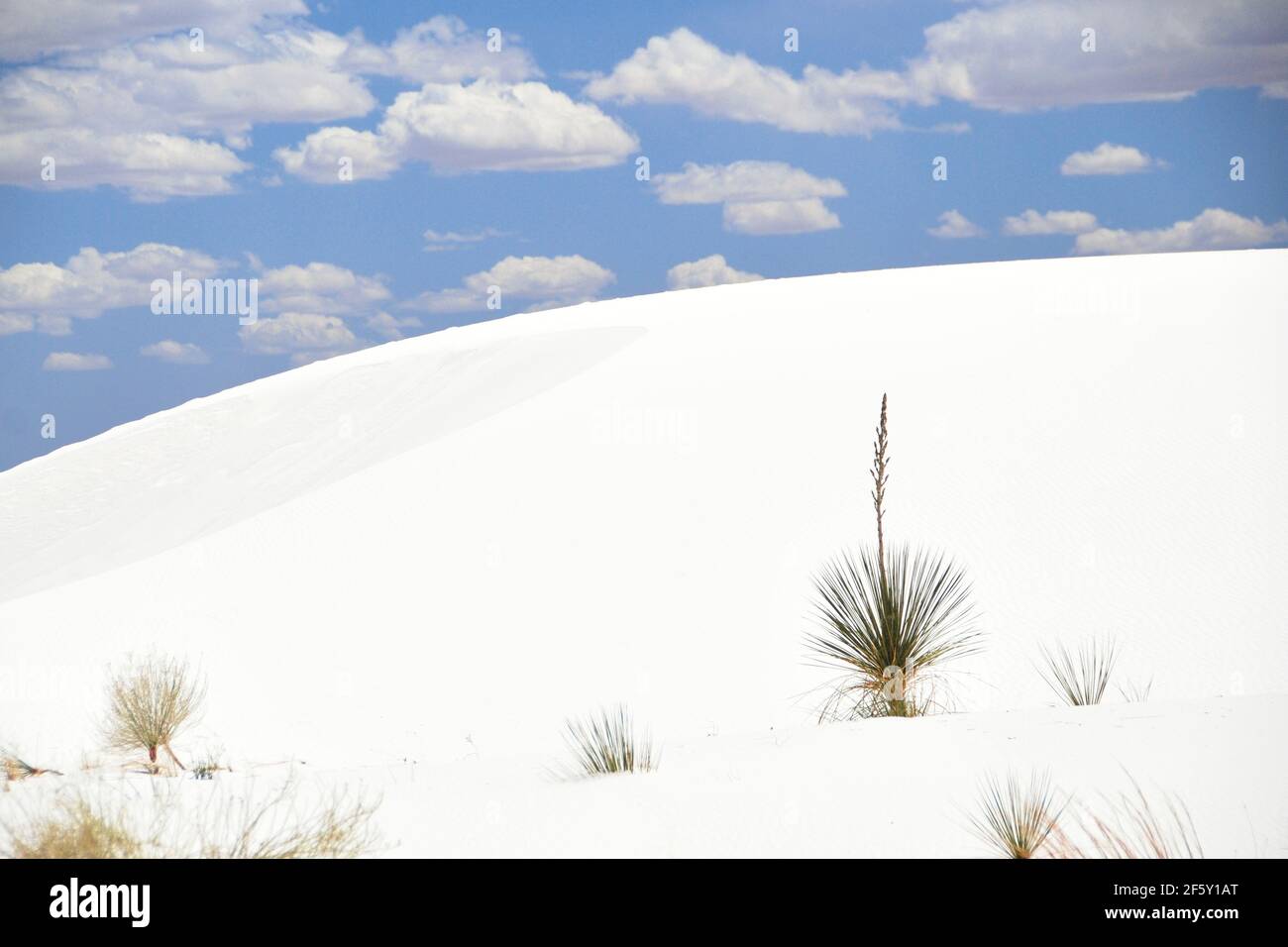 Dune with desert Plant at White Sands National Park Stock Photo