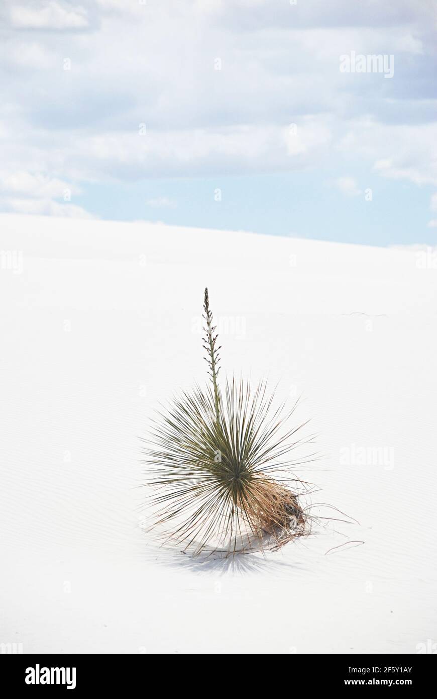 Desert Plant on glaring white dune sand Stock Photo