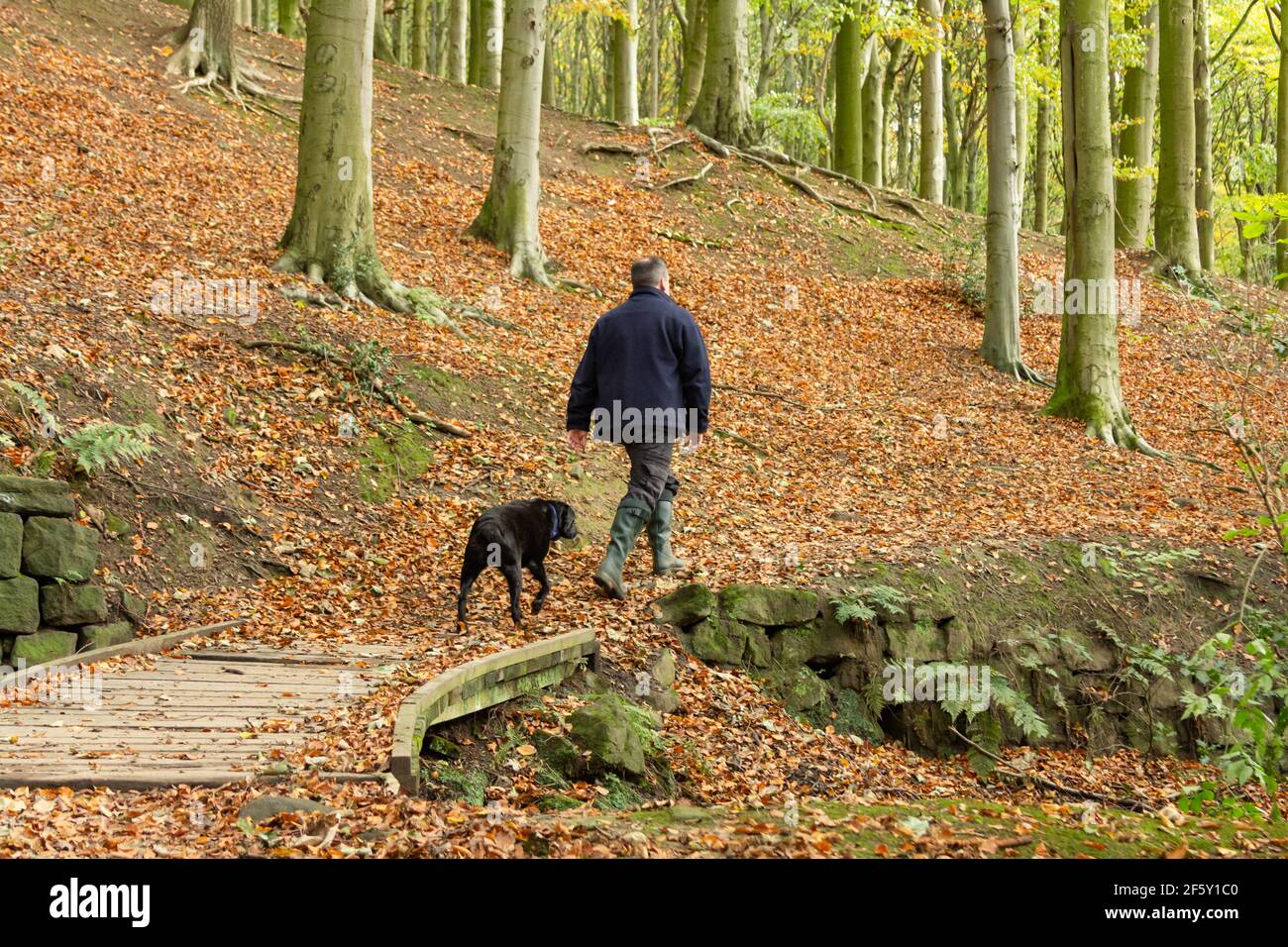 A man walking his dog through Esholt Woods in Yorkshire, England. The woods are full of autumn colour. Stock Photo