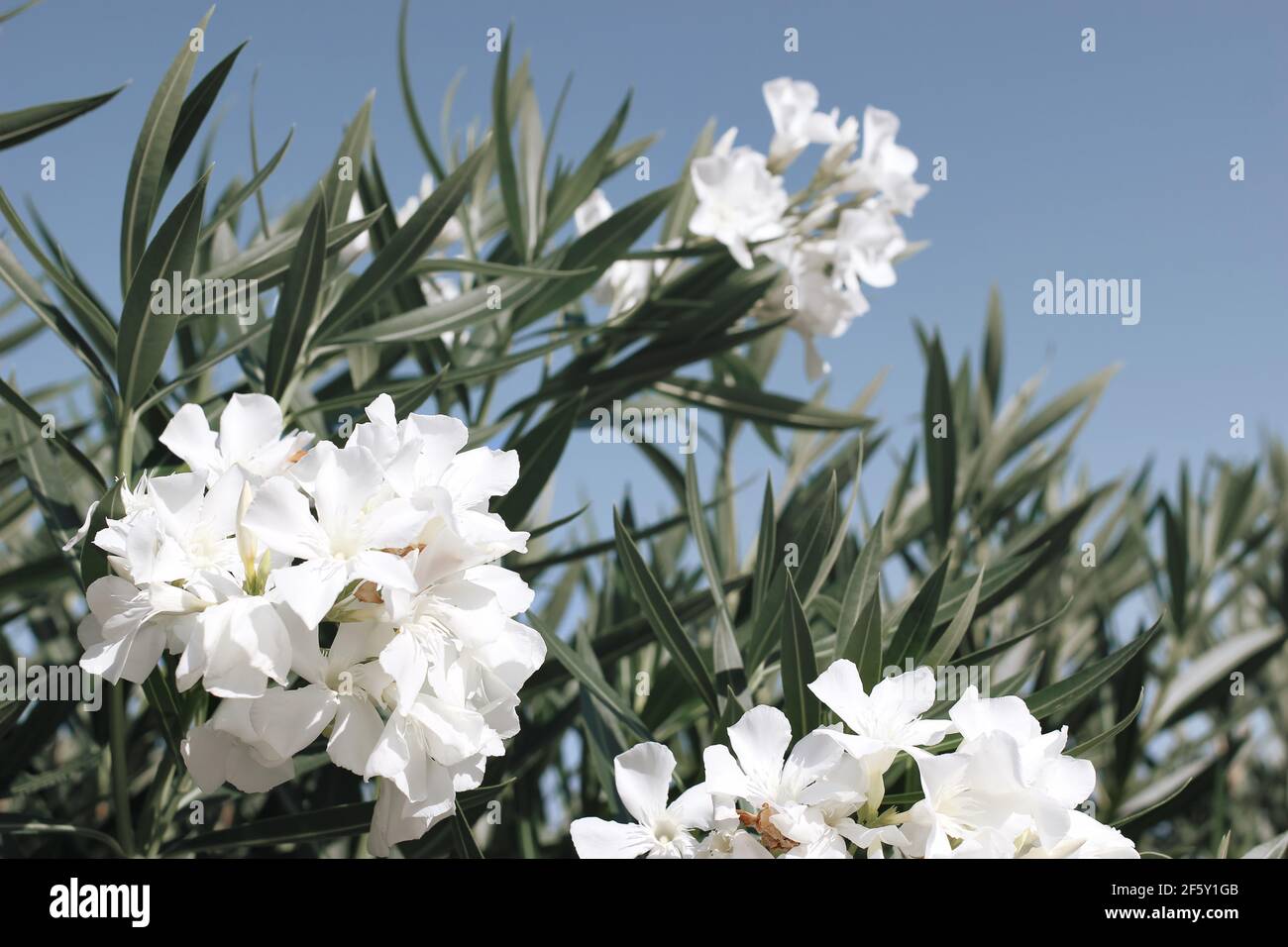 Close-up of blooming oleander bush with white blossoms, green leaves against blue summer sky in sunlight. Mediterranean bush, flora. Garden in Spain. Stock Photo